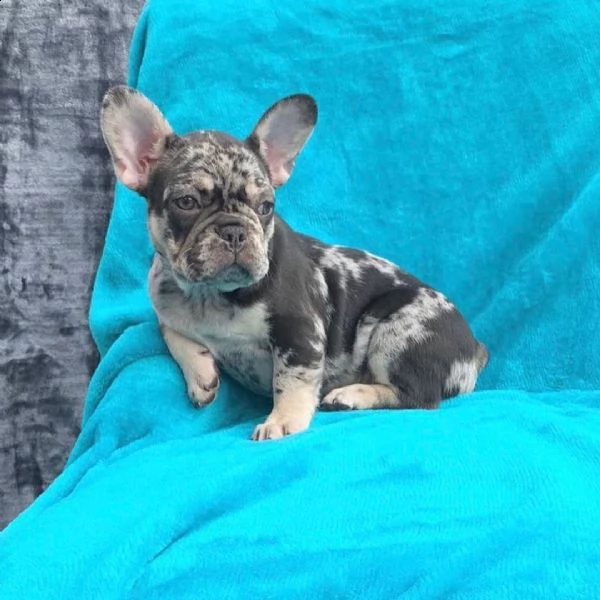cuccioli di bulldog francese ben addestrati