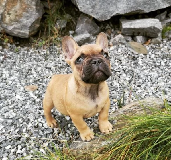  regalo bouledogue francese | Foto 0