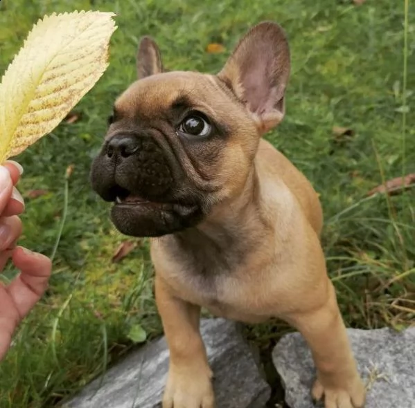  regalo bouledogue francese | Foto 0