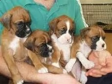 regalo cuccioli di boxer