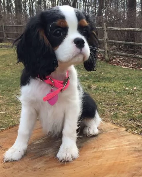.  regalo cavalier king | Foto 0