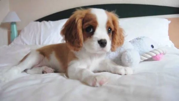 .  regalo cavalier king