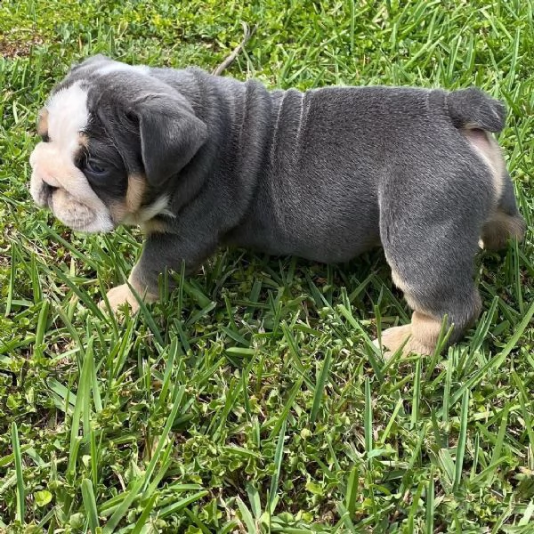  regalo   bulldog inglese | Foto 0