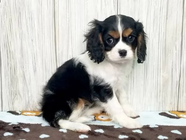  regalo cavalier king
