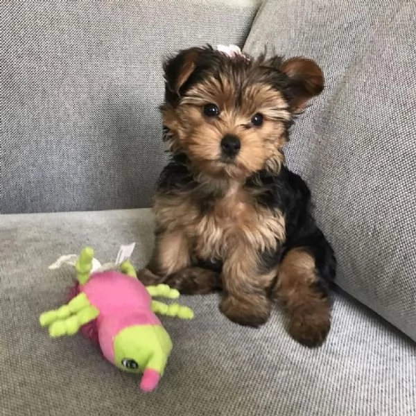  adorabili cuccioli di yorkshire terrier maschio e femmina
