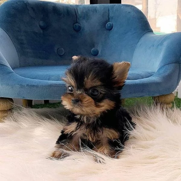  adorabili cuccioli di yorkshire terrier maschio e femmina | Foto 0