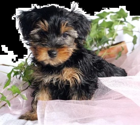 regalo abbiamo avere amorevole yorkie cuccioli per l'adozione
