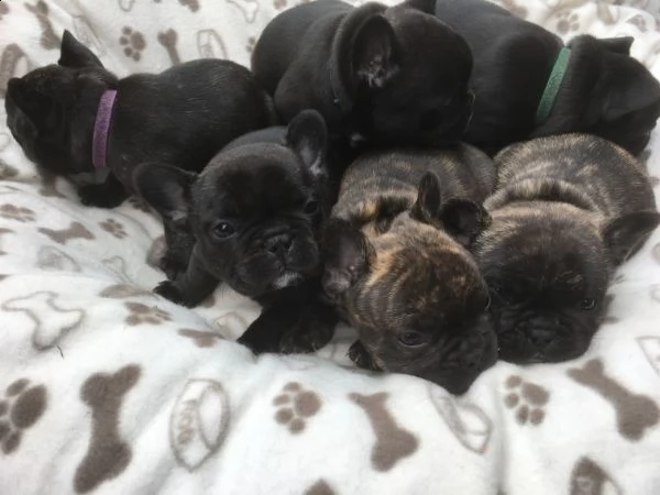 regalo cuccioli di bulldog francese