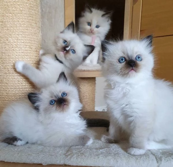 splendidi cuccioli ragdoll seal point