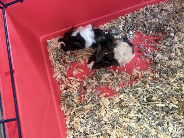 Cavie peruviane  baby