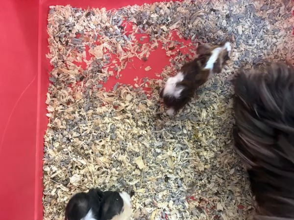 Cavie peruviane  baby | Foto 1