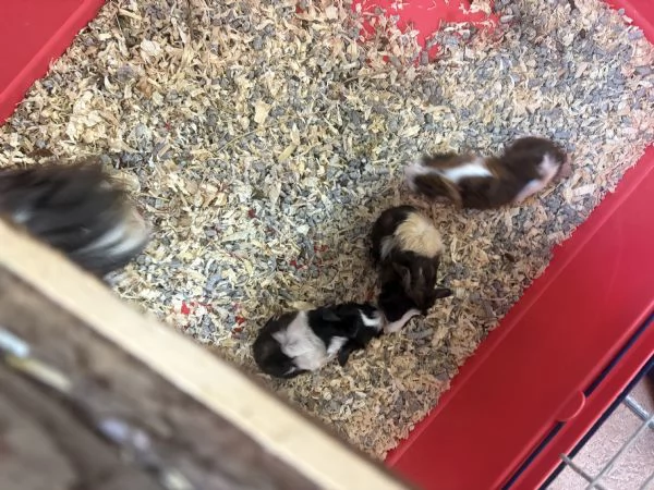 Cavie peruviane  baby | Foto 0