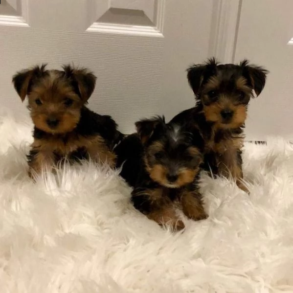 cucciolo di yorkshire terrier | Foto 0