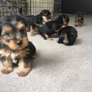 cucciolo di yorkshire terrier