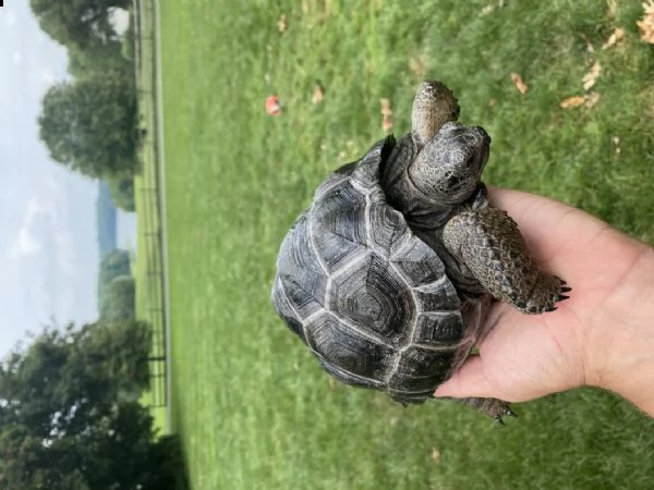bella tartaruga aldabra di un anno