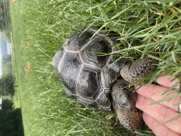 bella tartaruga aldabra di un anno | Foto 0