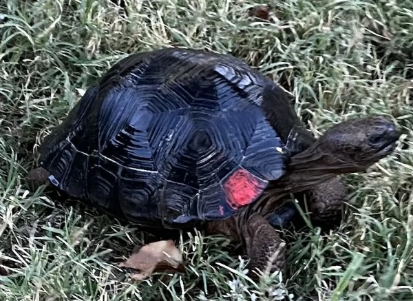 giovane coppia endoscopica di torts delle galapagos.