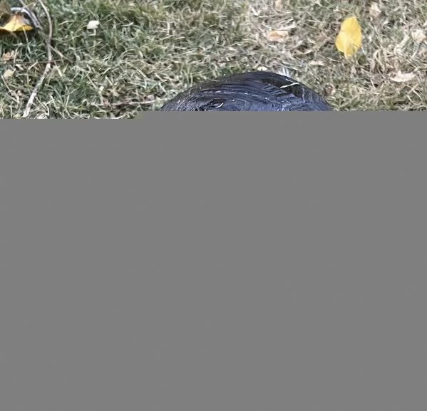 giovane coppia endoscopica di torts delle galapagos. | Foto 1