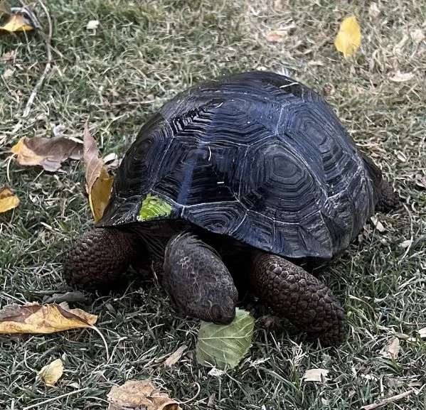 giovane coppia endoscopica di torts delle galapagos. | Foto 0