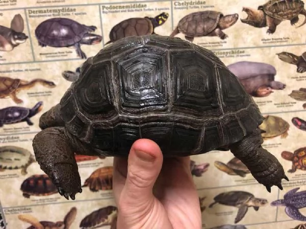 disponibili per la vendita tartarughe aldabra di razza in cattività