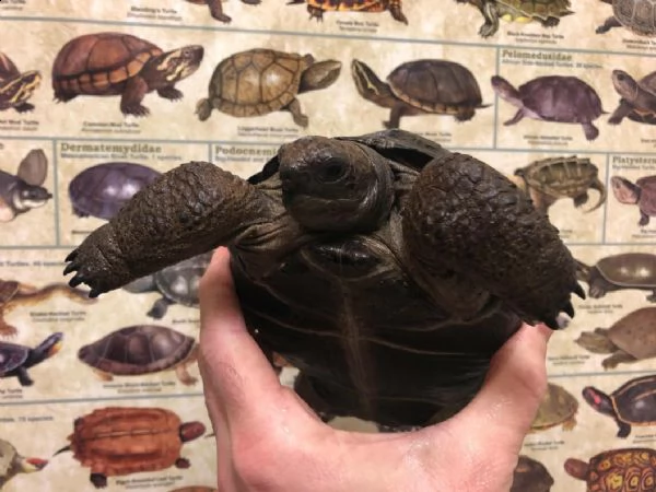 disponibili per la vendita tartarughe aldabra di razza in cattività | Foto 2