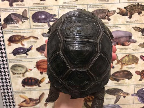disponibili per la vendita tartarughe aldabra di razza in cattività | Foto 1