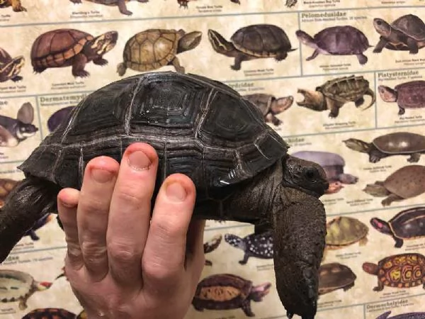 disponibili per la vendita tartarughe aldabra di razza in cattività | Foto 0