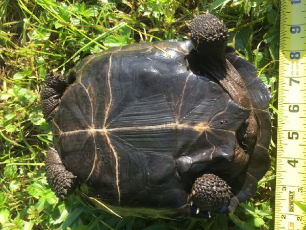 tartaruga delle galapagos di un anno