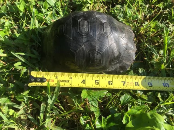 tartaruga delle galapagos di un anno | Foto 2