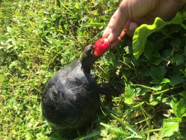 tartaruga delle galapagos di un anno | Foto 1