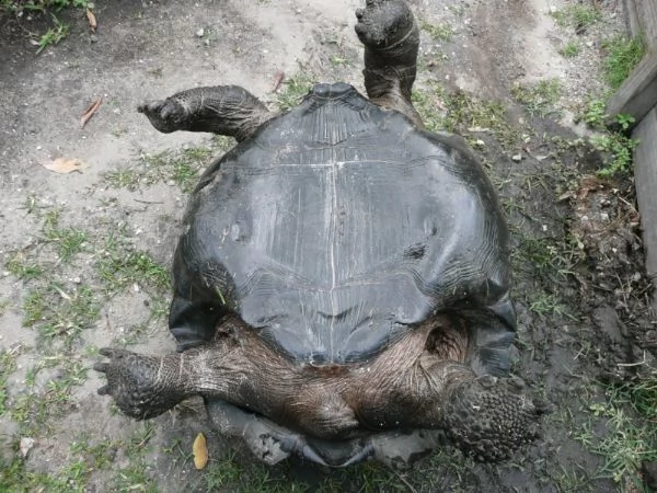 tartaruga delle galapagos di un anno | Foto 0
