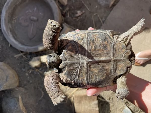 tartaruga delle galapagos di un anno | Foto 0