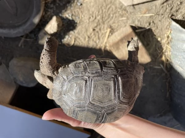 tartaruga delle galapagos di un anno