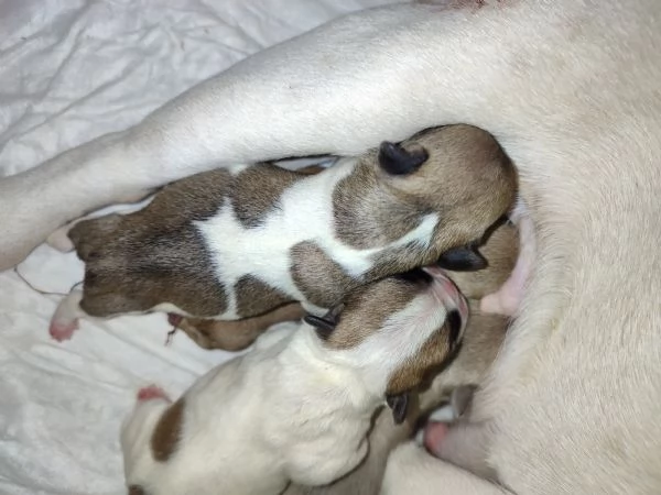 Cuccioli di bulldog francese 