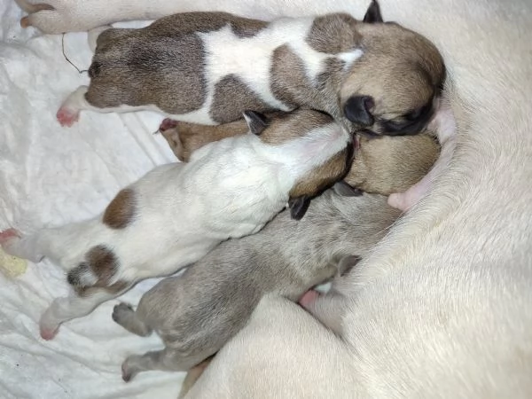 Cuccioli di bulldog francese  | Foto 4