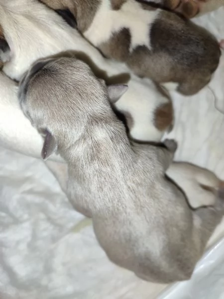 Cuccioli di bulldog francese  | Foto 3