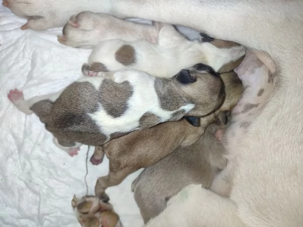 Cuccioli di bulldog francese  | Foto 2