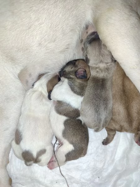 Cuccioli di bulldog francese  | Foto 1