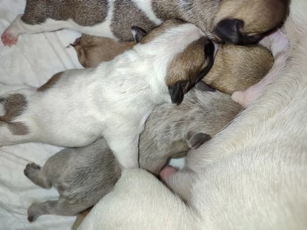Cuccioli di bulldog francese  | Foto 0