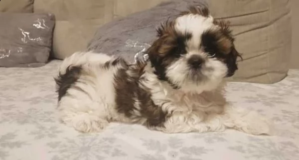 shitzu - shih-tzu cuccioli