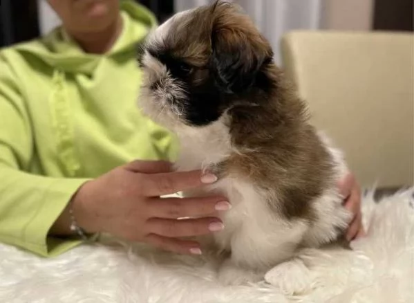 shitzu - shih-tzu cuccioli | Foto 1