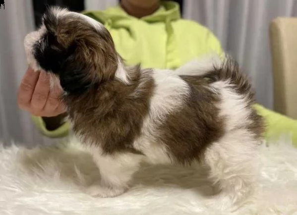 shitzu - shih-tzu cuccioli | Foto 0