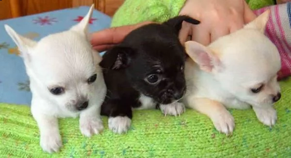 regalo cuccioli di chihuahua mini toy