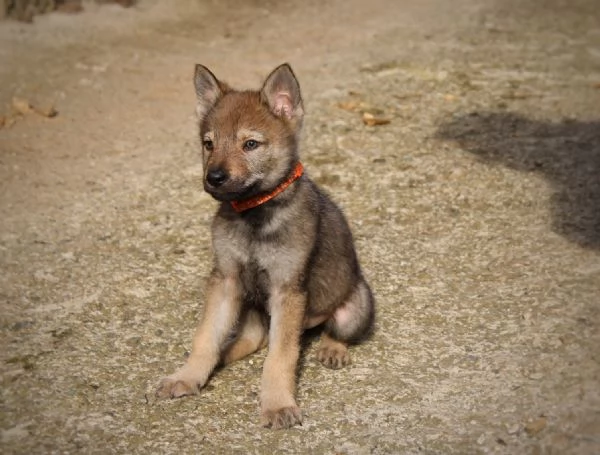 Cuccioli di cane lupo cecoslovacco  | Foto 5