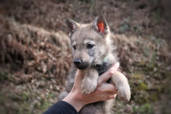 Cuccioli di cane lupo cecoslovacco  | Foto 4