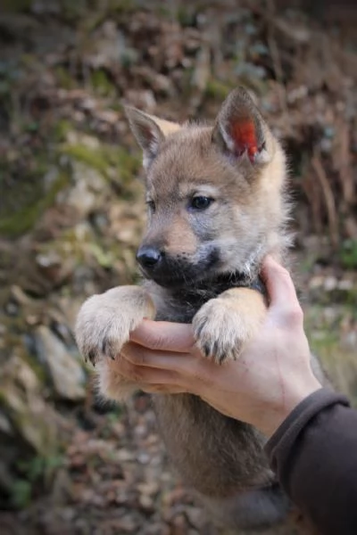Cuccioli di cane lupo cecoslovacco  | Foto 1
