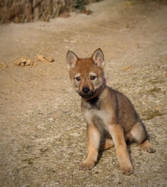 Cuccioli di cane lupo cecoslovacco  | Foto 0