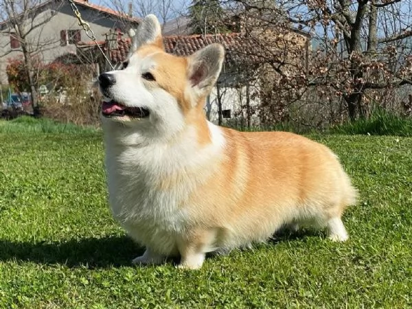 Cuccioli Welsh Corgi Pembroke | Foto 5