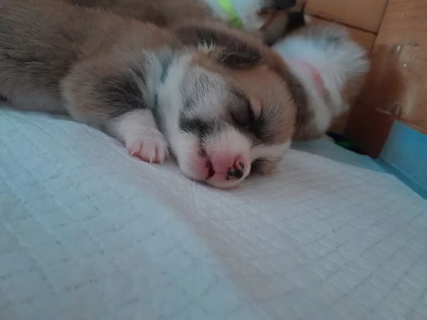 Cuccioli Welsh Corgi Pembroke | Foto 4
