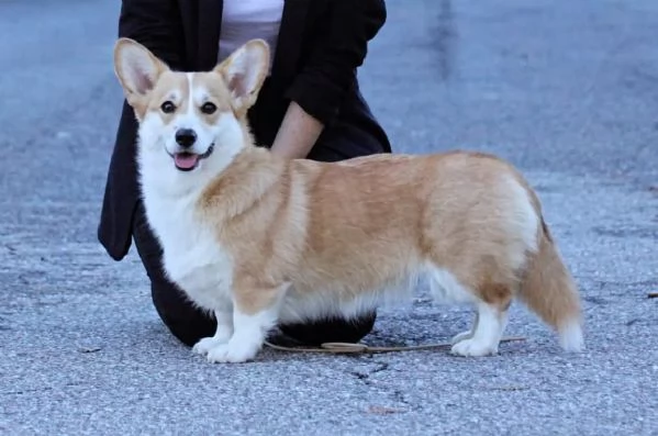 Cuccioli Welsh Corgi Pembroke | Foto 3